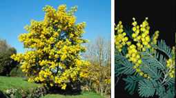 Silver Wattle