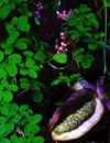 Chocolate Vine