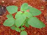 Vegetable Amaranthus