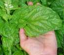 Giant Basil