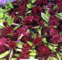 Basil "Purple Rain"