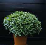 Citrus Basil