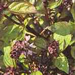 Cinnamon Basil