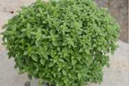 Miniature Basil
