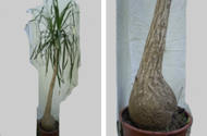 Bottle Tree (large) (Beaucarnea recurvata var. Intermedia)
