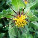 St. Benedict's Thistle