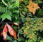 Tree of Heaven (Ailanthus altissima)