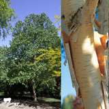 Himalayan Birch (Betula utilis)