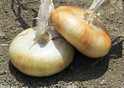 Flat Onion