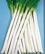 Japanese Bunching Onion