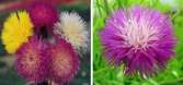 Centaurea imperialis (Persian Starthistle)