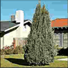 Italian Cypress