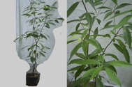 Bamboo-leaf Oak (Quercus myrsinifolia)