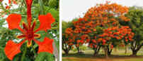 Royal Poinciana