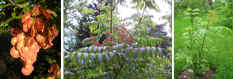 Chinese Dipteronia (Dipteronia sinensis)