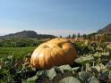 Giant Pumpkin