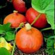 Japanese Walnut Pumpkin 