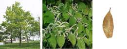Eucommia (Eucommia ulmoides)