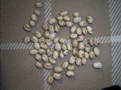 Marbled Bean