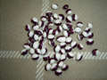 Bean "Purple Eye"