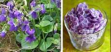 Edible Violets 