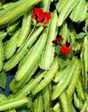 Asparagus Pea