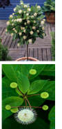 Buttonbush (Cephalanthus occidentalis)