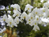 Carolina Silverbell (Halesia carolina)