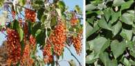 Idesia (Idesia polycarpa)