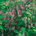 Chinese Indigo (Indigofera amblyantha) 