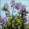 Blue Jacaranda