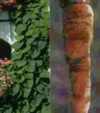 Japanese Mountain Yam