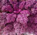 Purple Kale