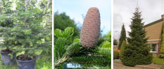 Turkish Fir (Abies nordmanniana subsp. equi-trojani)