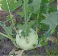 Giant Kohlrabi