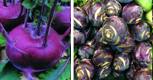 Purple Kohlrabi