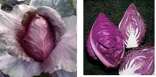 Purple Cabbage