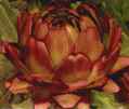 Purple Artichoke