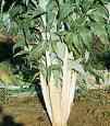Cardoon "Ivory White"