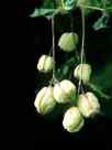 Bladdernut (Staphylea pinnata)