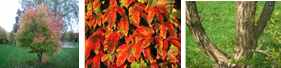 Three-flowered Maple (Acer triflorum)