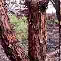 Hers's Maple (Acer grosseri)