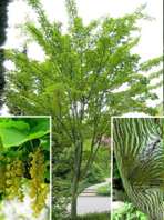 Pčre David's Maple (Acer davidii)