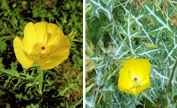 Mexican Poppy (Argemone mexicana)