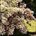 Beauty Bush (Kolkwitzia amabilis "Pink Cloud")