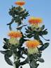 Safflower
