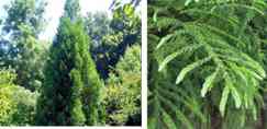 Japanese Cedar