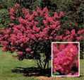 Japanese Crape Myrtle