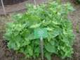 Edible Giant Orach