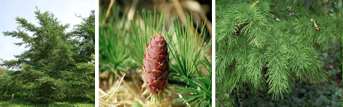 Korean Larch (Larix dahurica var. olgensis)